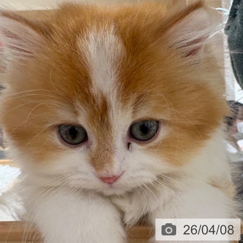 兵庫県のラガマフィン (ペットプラス 神戸三宮店/2026年1月30日生まれ/男の子/レッドタビーホワイト)の子猫の3枚目の画像