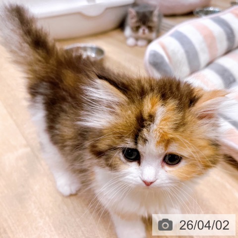 大阪府のラガマフィン (ペットプラス イオン大日店/2026年1月30日生まれ/女の子/ブラウンパッチドタビーホワイト)の子猫の4枚目の画像