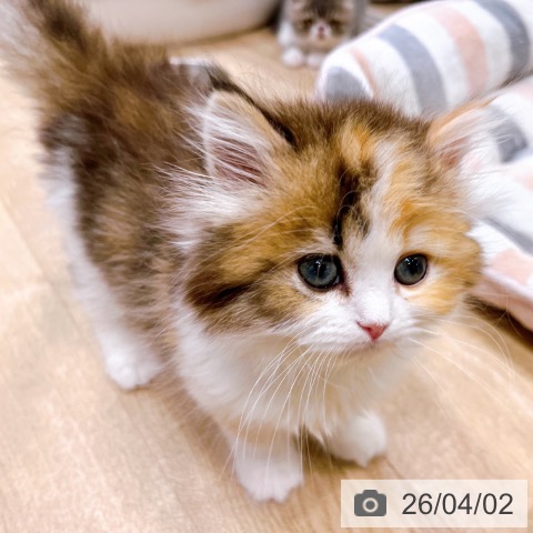 大阪府のラガマフィン (ペットプラス イオン大日店/2026年1月30日生まれ/女の子/ブラウンパッチドタビーホワイト)の子猫の3枚目の画像