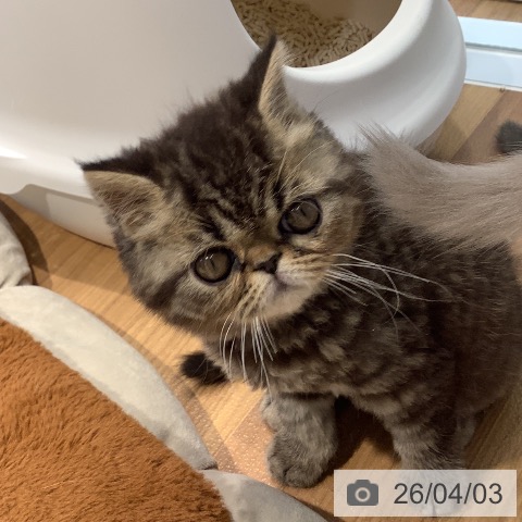 大阪府のエキゾチック (ペットプラス りんくう泉南店/2026年1月24日生まれ/男の子/ブラウンタビー)の子猫の4枚目の画像