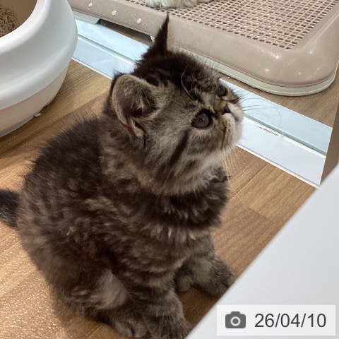 大阪府のエキゾチック (ペットプラス りんくう泉南店/2026年1月24日生まれ/男の子/ブラウンタビー)の子猫の3枚目の画像