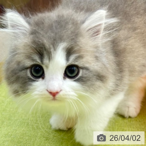 京都府のブリティッシュロングヘアー (ペットプラス 京都桂川店/2026年1月30日生まれ/男の子/ブルーホワイト)の子猫の4枚目の画像