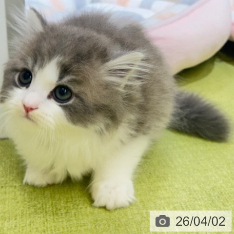 京都府のブリティッシュロングヘアー (ペットプラス 京都桂川店/2026年1月30日生まれ/男の子/ブルーホワイト)の子猫の3枚目の画像