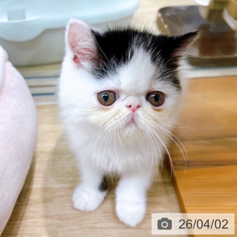 大阪府のエキゾチック (ペットプラス イオン大日店/2026年1月28日生まれ/男の子/ブラックホワイト)の子猫の4枚目の画像