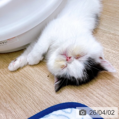 大阪府のエキゾチック (ペットプラス イオン大日店/2026年1月28日生まれ/男の子/ブラックホワイト)の子猫の3枚目の画像