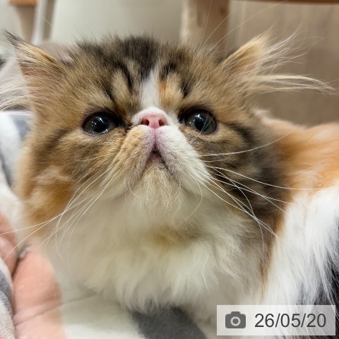 エキゾチックの写真