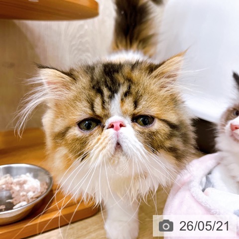 エキゾチックの写真