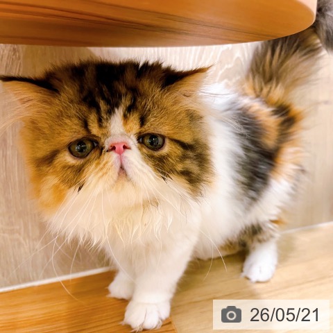 エキゾチックの写真