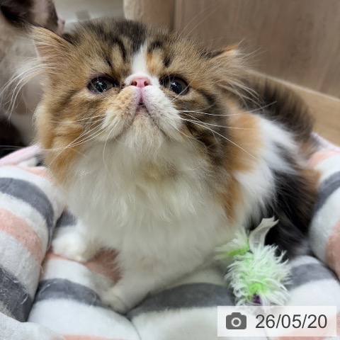 エキゾチックの写真