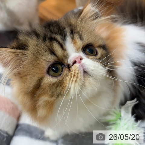 エキゾチックの写真