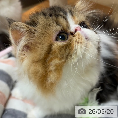 エキゾチックの写真