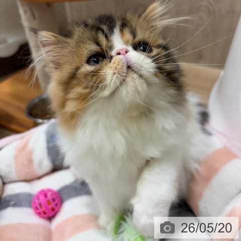 エキゾチックの写真