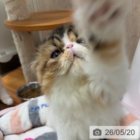 エキゾチックの写真
