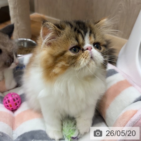 エキゾチックの写真