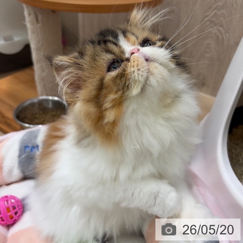 エキゾチックの写真