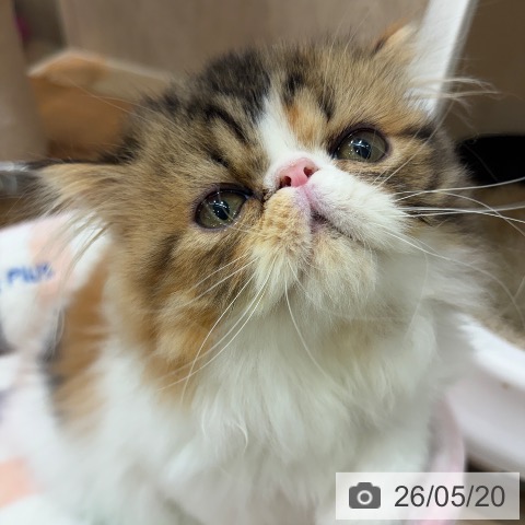エキゾチックの写真