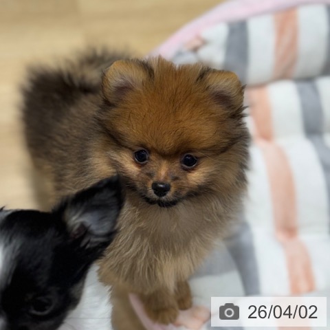 大阪府のポメラニアン (ペットプラス 四條畷店/2026年1月23日生まれ/女の子/オレンジ)の子犬の4枚目の画像
