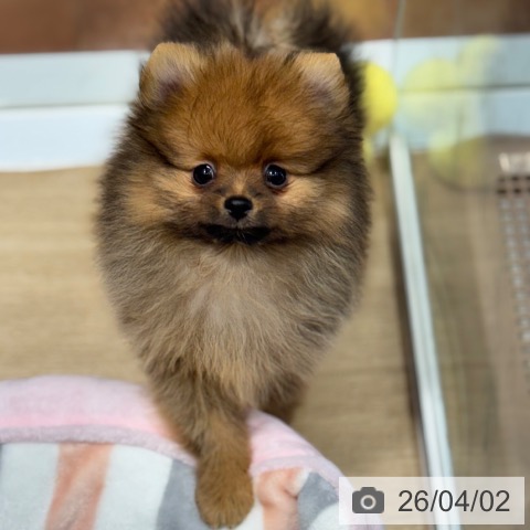 大阪府のポメラニアン (ペットプラス 四條畷店/2026年1月23日生まれ/女の子/オレンジ)の子犬の3枚目の画像