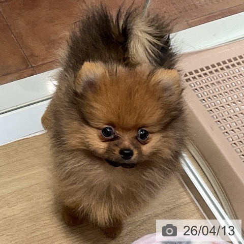 ポメラニアンの写真