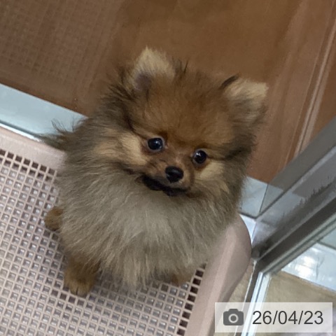大阪府のポメラニアン (ペットプラス 四條畷店/2026年1月23日生まれ/女の子/オレンジ)の子犬の4枚目の画像