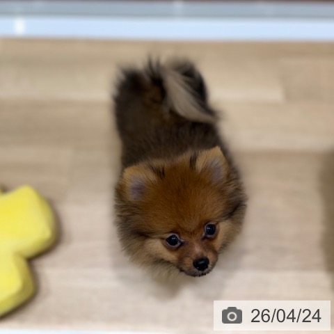 大阪府のポメラニアン (ペットプラス 四條畷店/2026年1月23日生まれ/女の子/オレンジ)の子犬の3枚目の画像