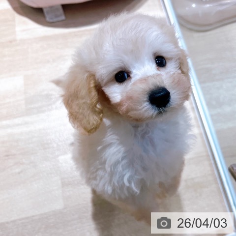 大阪府のトイプードル(トイ) (ペットプラス イオン大日店/2026年1月30日生まれ/男の子/ホワイト)の子犬の4枚目の画像