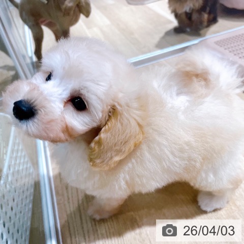 大阪府のトイプードル(トイ) (ペットプラス イオン大日店/2026年1月30日生まれ/男の子/ホワイト)の子犬の3枚目の画像