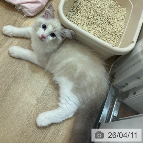 京都府のラグドール (ペットプラス イオンモールKYOTO店/2026年1月10日生まれ/男の子/ブルーリンクスポイントバイカラー)の子猫の3枚目の画像