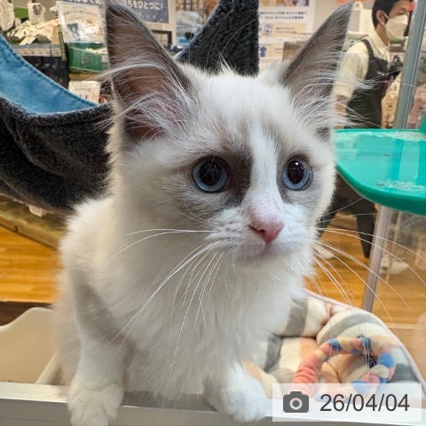 ラグドールの写真