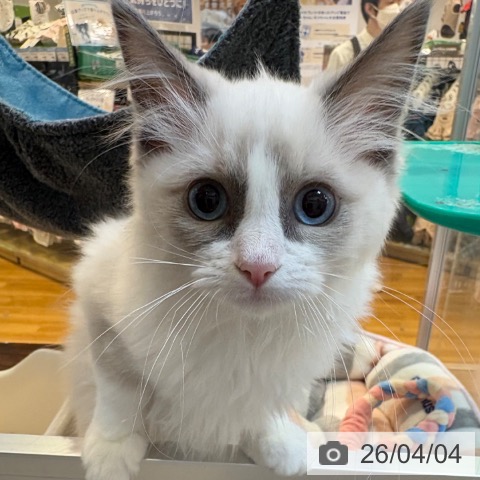 ラグドールの写真