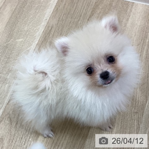 新潟県のポメラニアン (ペットプラス 新潟南店/2026年2月1日生まれ/女の子/クリーム)の子犬の3枚目の画像