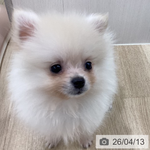 ポメラニアンの写真