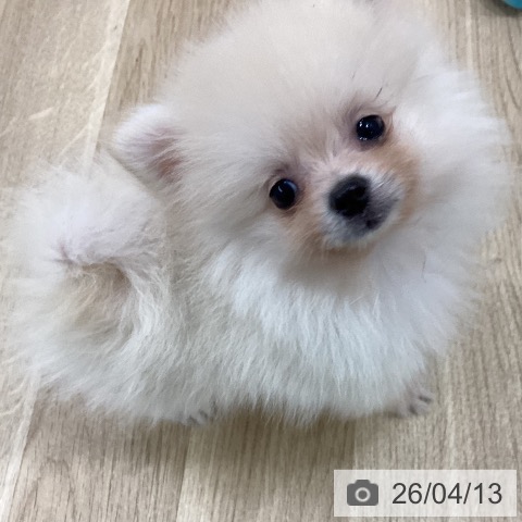 ポメラニアンの写真