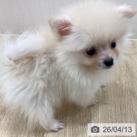 ポメラニアンの写真
