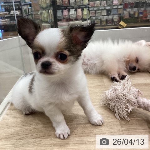 ポメラニアンの写真