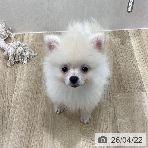新潟県のポメラニアン (ペットプラス 新潟南店/2026年2月1日生まれ/女の子/クリーム)の子犬の4枚目の画像