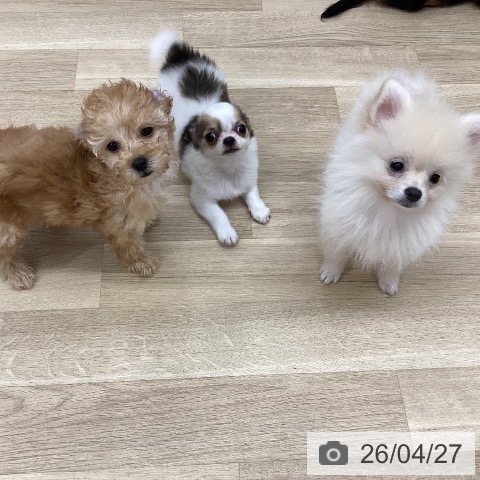 新潟県のポメラニアン (ペットプラス 新潟南店/2026年2月1日生まれ/女の子/クリーム)の子犬の3枚目の画像