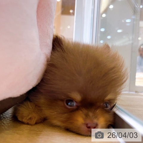 ポメラニアンの写真