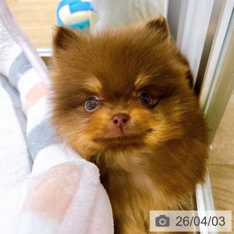 ポメラニアンの写真