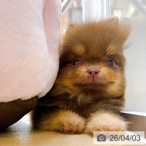 ポメラニアンの写真