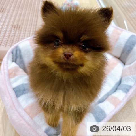 ポメラニアンの写真