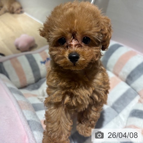 兵庫県のトイプードル(トイ) (ペットプラス 神戸三宮店/2026年1月23日生まれ/女の子/レッドフォーン)の子犬の4枚目の画像