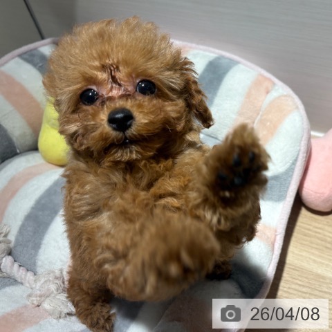 兵庫県のトイプードル(トイ) (ペットプラス 神戸三宮店/2026年1月23日生まれ/女の子/レッドフォーン)の子犬の3枚目の画像