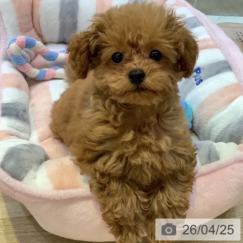 兵庫県のトイプードル(トイ) (ペットプラス 明石店/2026年1月23日生まれ/女の子/レッドフォーン)の子犬の4枚目の画像