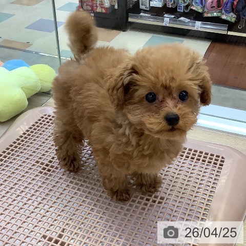 兵庫県のトイプードル(トイ) (ペットプラス 明石店/2026年1月23日生まれ/女の子/レッドフォーン)の子犬の3枚目の画像