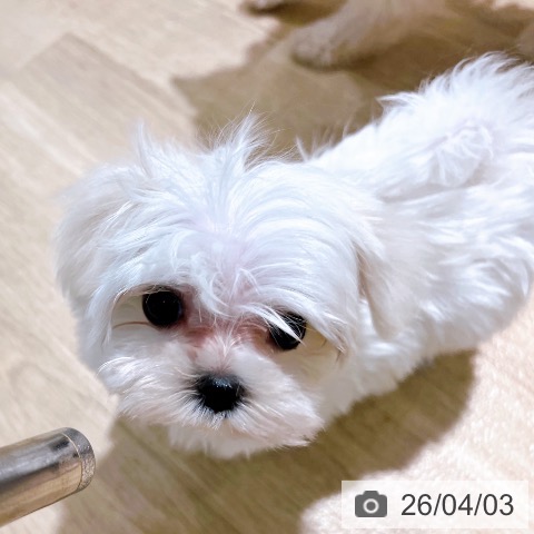 マルチーズの写真