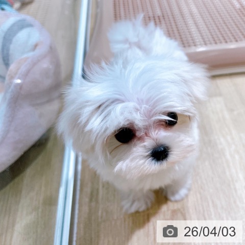 マルチーズの写真