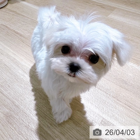 マルチーズの写真