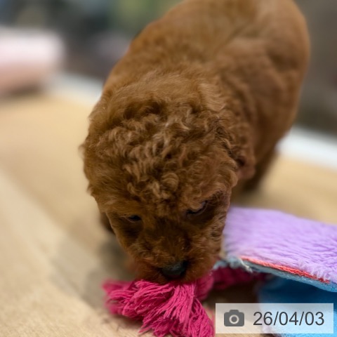 トイ・プードルの写真