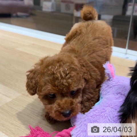 トイ・プードルの写真